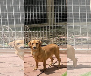Skippy - Male Chiweenie Dog for Adoption - Photo #2