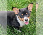 Small #2 Pembroke Welsh Corgi