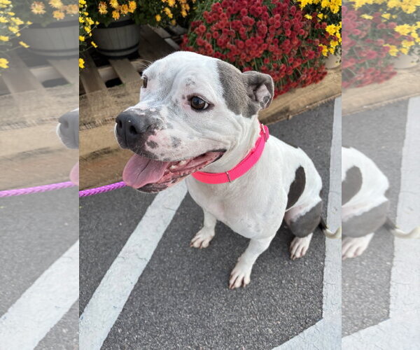 Medium Photo #7 Bullboxer Pit Puppy For Sale in Holly Springs, NC, USA