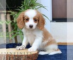 Small #4 Cavalier King Charles Spaniel-Goldendoodle Mix