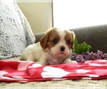 Puppy Myra Cavalier King Charles Spaniel