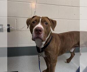 Mutt Dogs for adoption in Boston, MA, USA