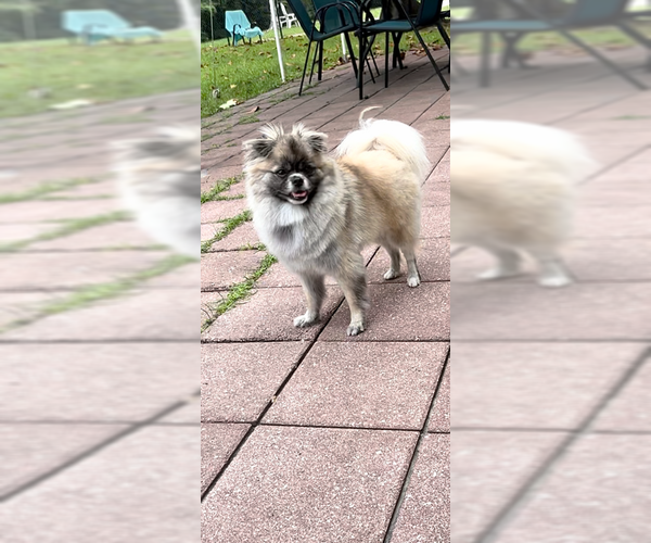 Medium Photo #10 Pominese Puppy For Sale in Weston, FL, USA