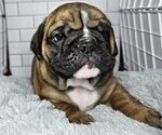 Puppy Augustus Beabull