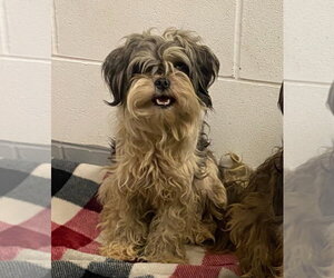 Shih Tzu Dogs for adoption in Lawrenceville, NJ, USA