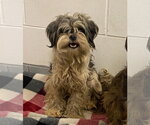 Small Shih Tzu