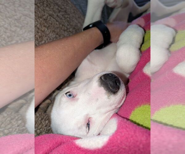 Medium Photo #2 Siberian Husky-Staffordshire Bull Terrier Mix Puppy For Sale in Aurora, CO, USA