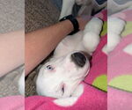 Small #1 Siberian Husky-Staffordshire Bull Terrier Mix