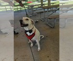 Small #1 Bullboxer Pit
