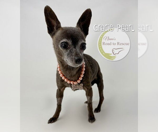 Medium Photo #3 Chihuahua Puppy For Sale in Benton, LA, USA