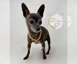 Small #2 Chihuahua