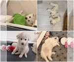 Puppy Puppy 3 Pomsky