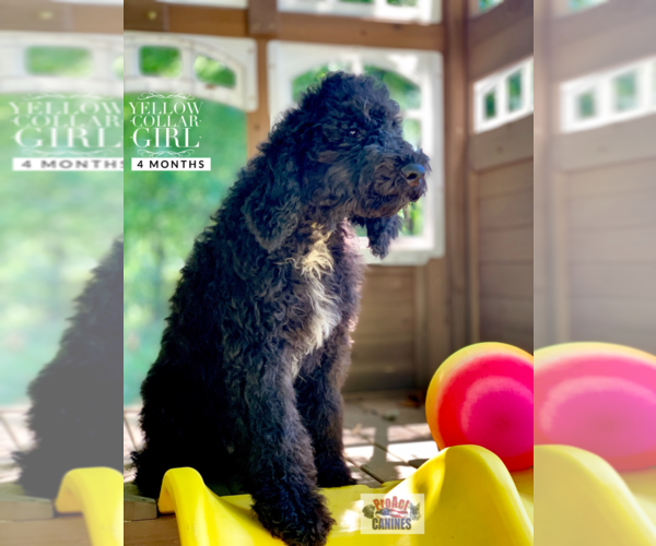 Medium Photo #8 Poodle (Standard) Puppy For Sale in PAW PAW, MI, USA