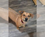 Small Dachshund Mix
