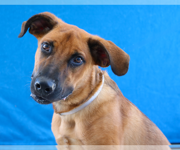 Medium Photo #2 German Shepherd Dog Puppy For Sale in Pasadena, CA, USA