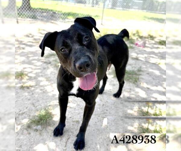 Medium Photo #1 Labrador Retriever-Unknown Mix Puppy For Sale in Conroe, TX, USA