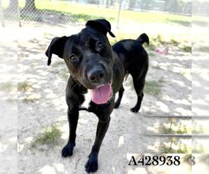 Labrador Retriever-Unknown Mix Dogs for adoption in Conroe, TX, USA