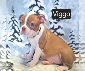 Boston Terrier Puppy for sale in MINERAL WELLS, WV, USA