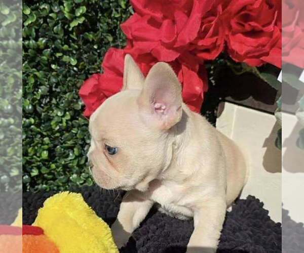 Medium Photo #5 French Bulldog Puppy For Sale in BOSTON, KY, USA