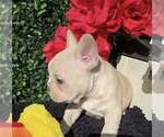 Small #4 French Bulldog
