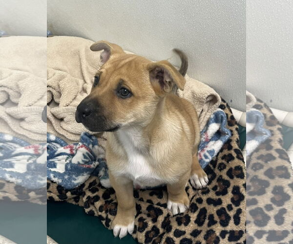 Medium Photo #1 Mutt Puppy For Sale in Emmett, ID, USA