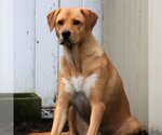 Small #3 Labrador Retriever Mix