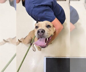 Labrador Retriever-Unknown Mix Dogs for adoption in Fremont, CA, USA