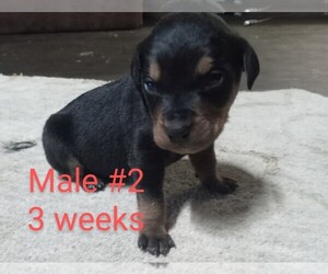 Rottweiler Puppy for sale in MARBLE HILL, MO, USA