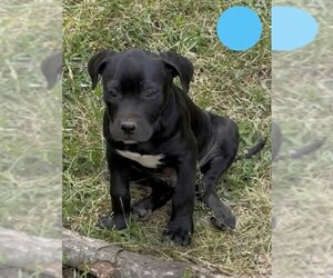 American Pit Bull Terrier-American Staffordshire Terrier Mix Dogs for adoption in Wenonah, NJ, USA