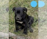 Small American Pit Bull Terrier-American Staffordshire Terrier Mix