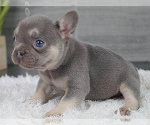 French Bulldog Puppy for sale in NEW YORK, NY, USA