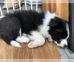 Small Photo #11 Border Collie Puppy For Sale in CAMAS, WA, USA