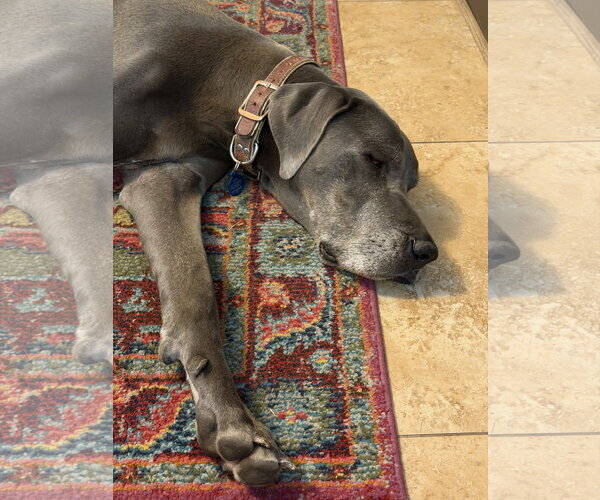 Medium Photo #6 Great Dane Puppy For Sale in Goodyear, AZ, USA