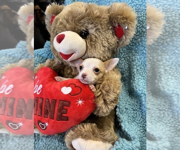 Medium Photo #10 Chihuahua Puppy For Sale in SHERMAN, TX, USA