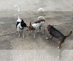 Small #3 Rat Terrier
