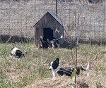 Small Photo #9 Border Collie-Pembroke Welsh Corgi Mix Puppy For Sale in CHILOQUIN, OR, USA