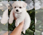 Small Photo #3 Maltese Puppy For Sale in HARRISONBURG, VA, USA