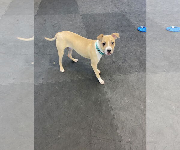 Medium Photo #7 Mutt Puppy For Sale in Strongsville, OH, USA