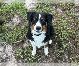 Father of the Australian Shepherd puppies born on 04/10/2025