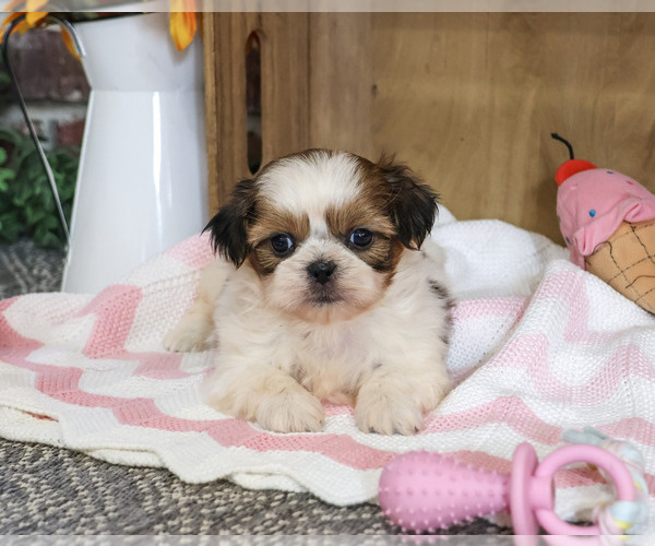 Medium Photo #2 Shih Tzu Puppy For Sale in SYRACUSE, IN, USA