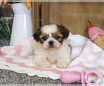 Jackie - Female Shih Tzu Puppy for Sale - Photo #2