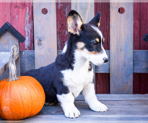 Pembroke Welsh Corgi Puppy for sale in WAKARUSA, IN, USA