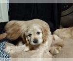Small Photo #6 Cocker Spaniel Puppy For Sale in WEST CHESTER, OH, USA