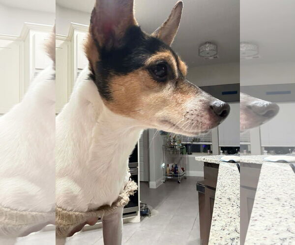 Medium Photo #2 Rat Terrier-Unknown Mix Puppy For Sale in Dallas, TX, USA