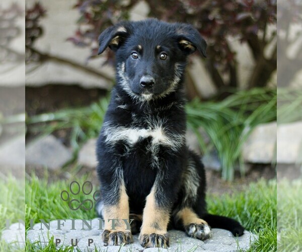 Medium Photo #4 Australian Shepherd-German Shepherd Dog Mix Puppy For Sale in BIRD IN HAND, PA, USA