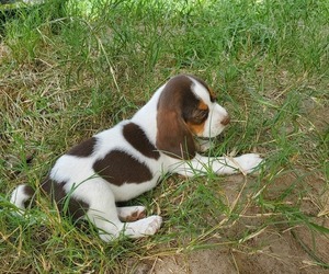 Beagle Litter for sale in LINCOLN, TX, USA