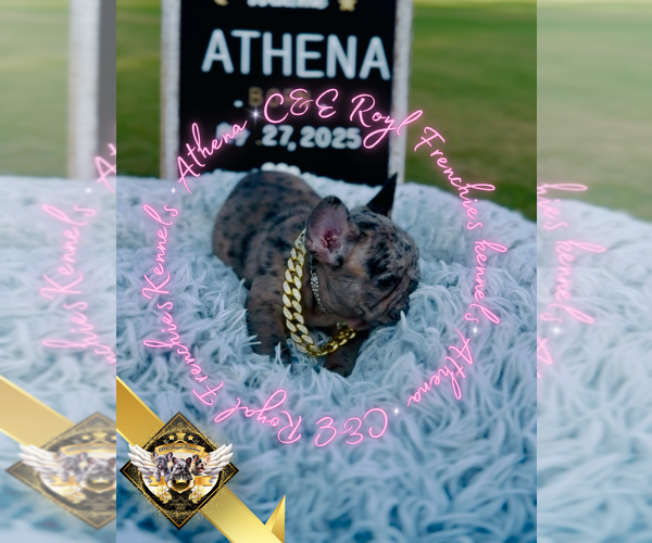 Medium Photo #13 French Bulldog Puppy For Sale in ATHENS, GA, USA