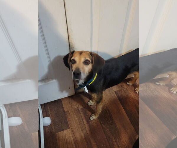 Medium Photo #5 Beagle-Unknown Mix Puppy For Sale in Las Vegas, NV, USA