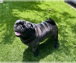 Small #10 Pug
