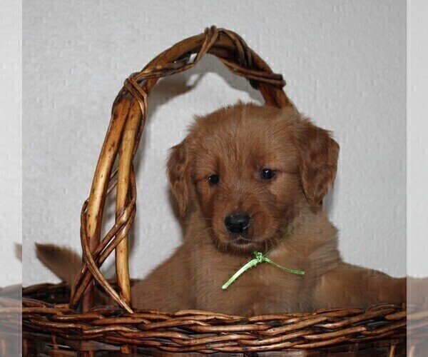 Medium Photo #3 Golden Retriever Puppy For Sale in PLACERVILLE, CA, USA